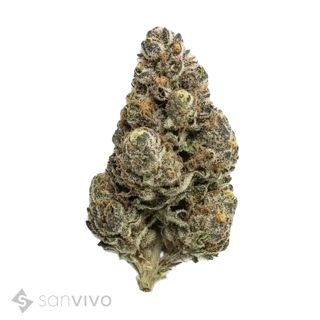 Plum Driver strain