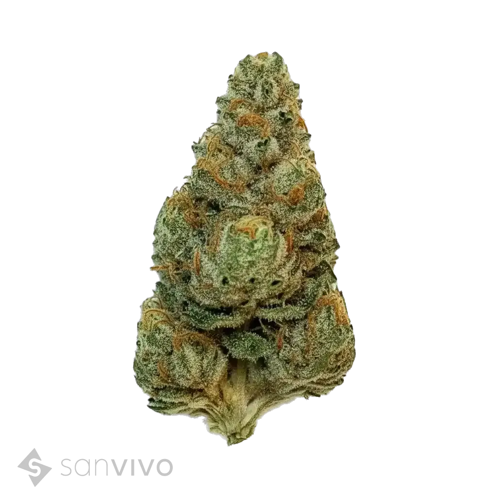 GMO strain