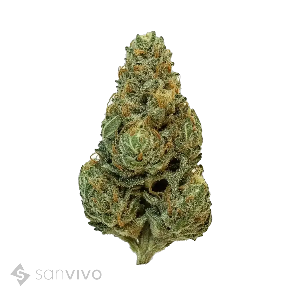 420 Evolution 30/1 CA GMO 