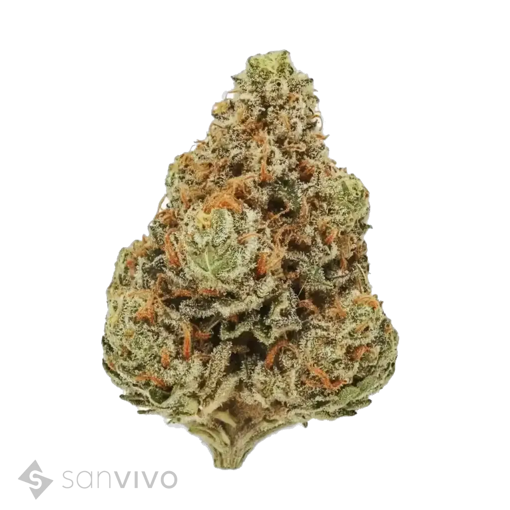 Wedding Singer strain