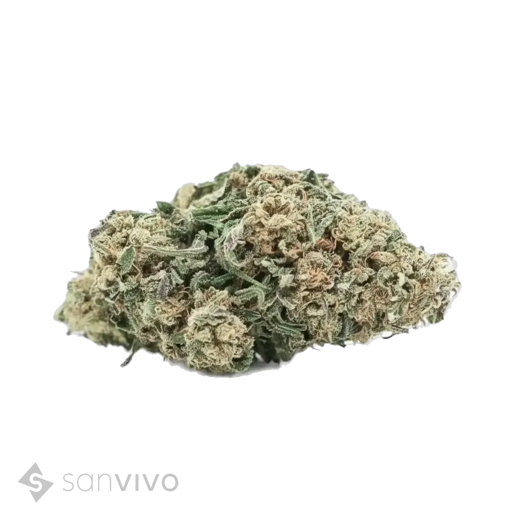 Otto Kush x ACDC strain