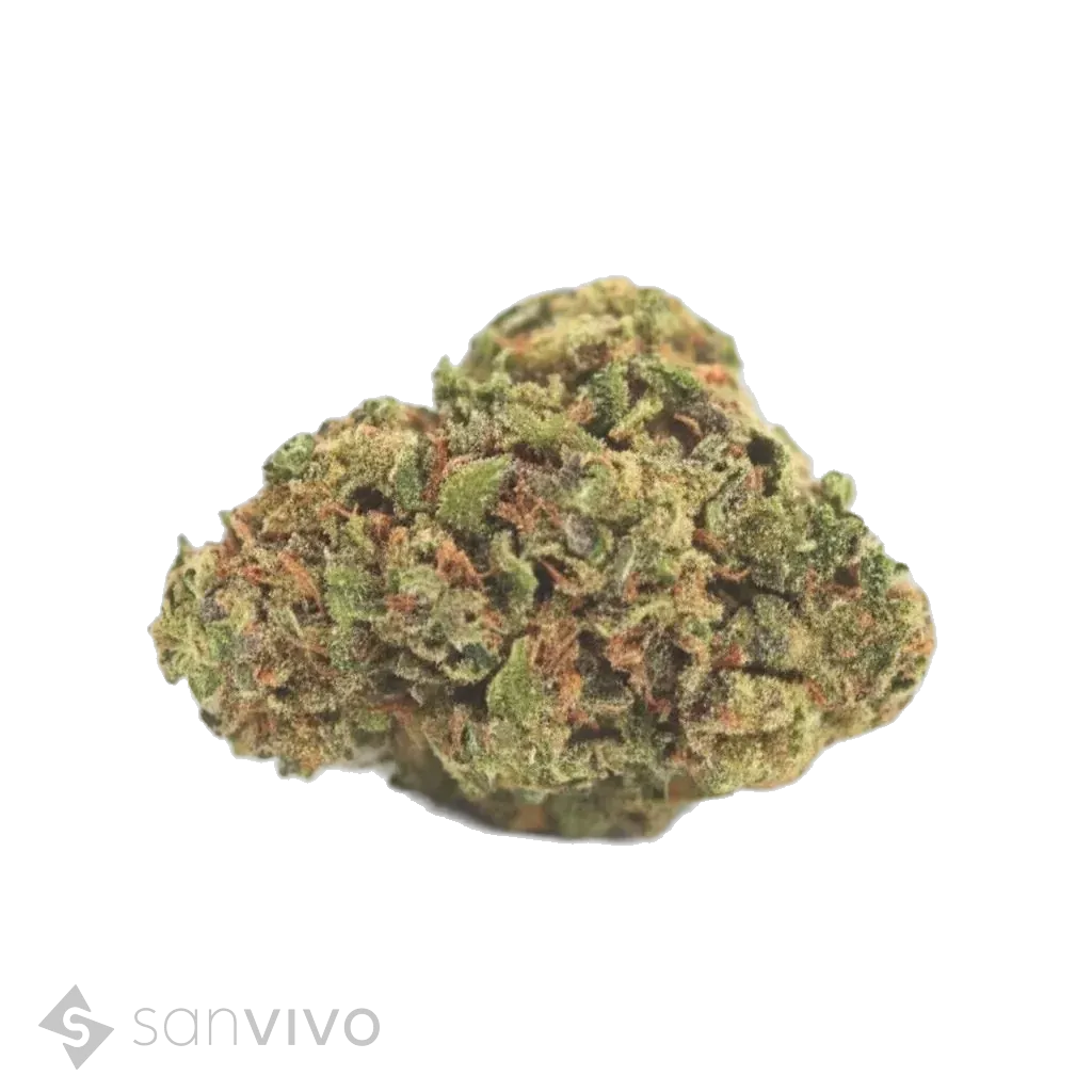Bafokeng Choice x Granddaddy Purple strain