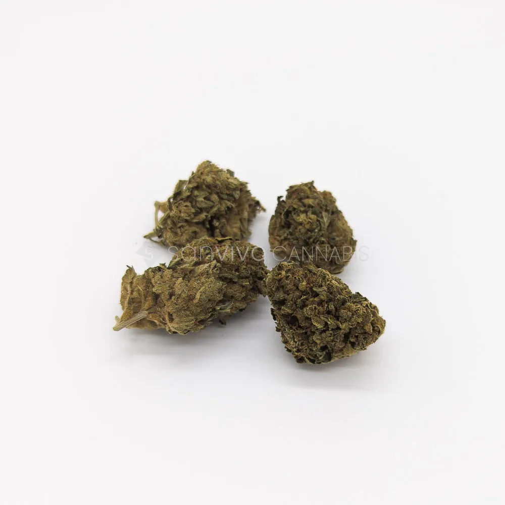 IMC THC17 T01 Hindu Kush
