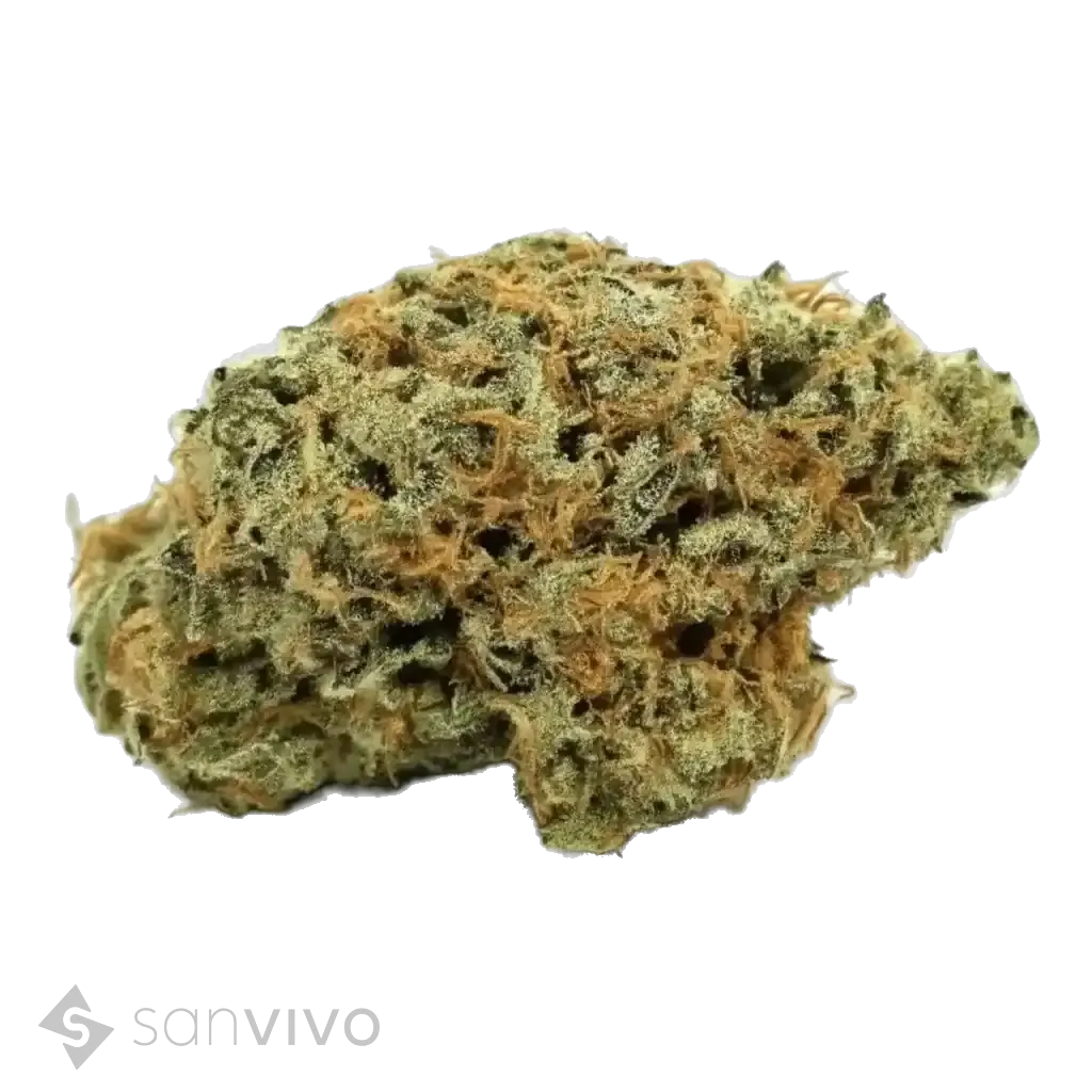 Nimbus EASY 24/1 La Sage 