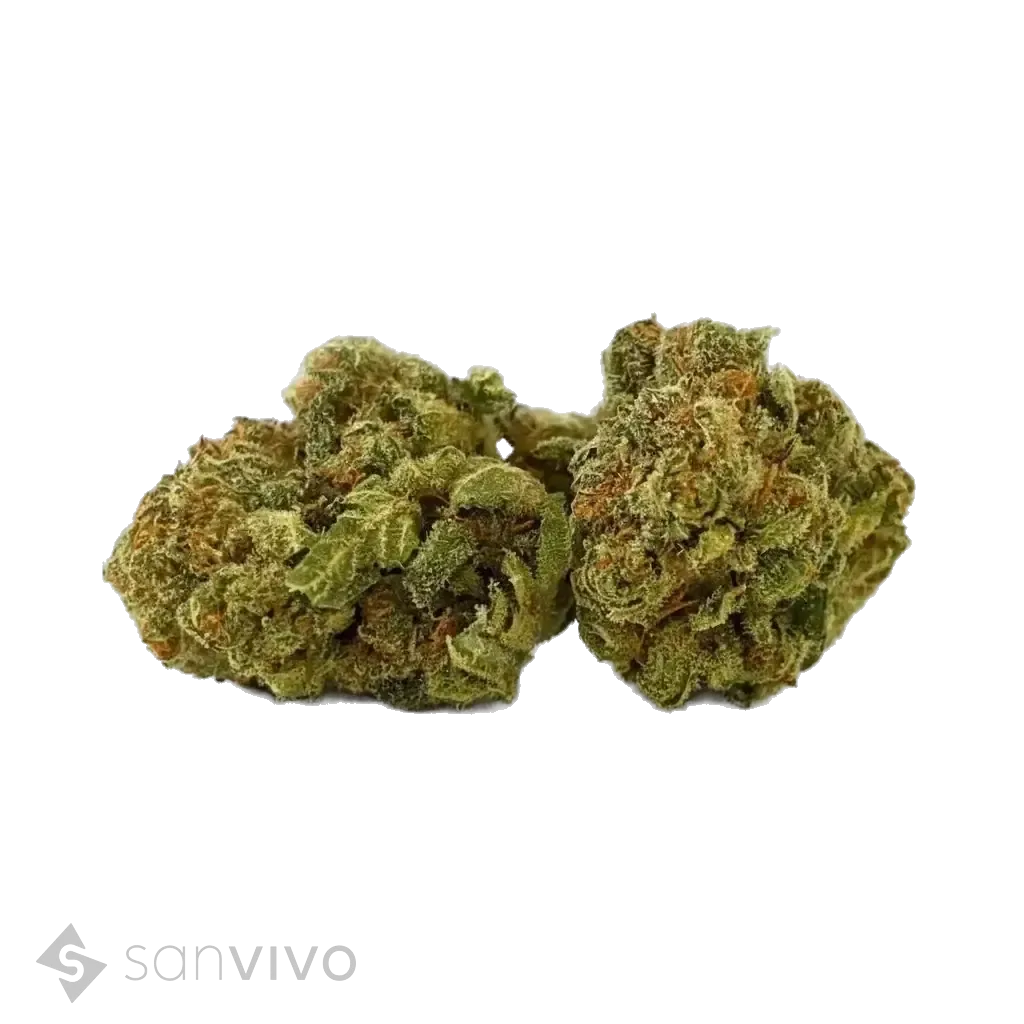 Warlock CBD strain
