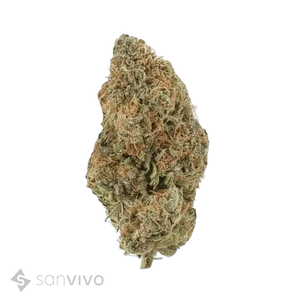 Girls Scout Cookies strain