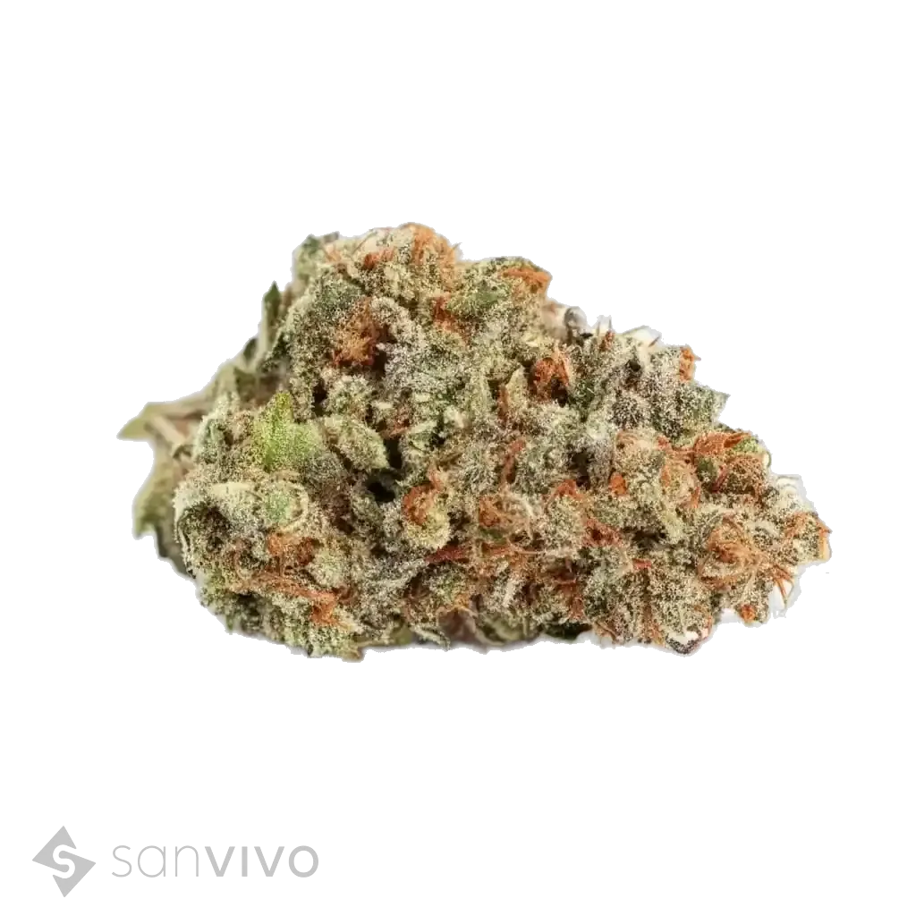 Blueberry strain