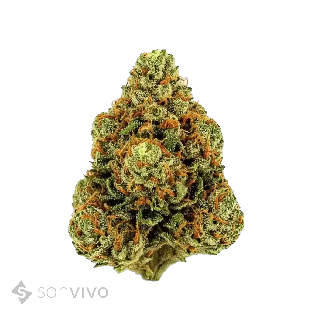 Tilray THC18 Spotlight Porto 