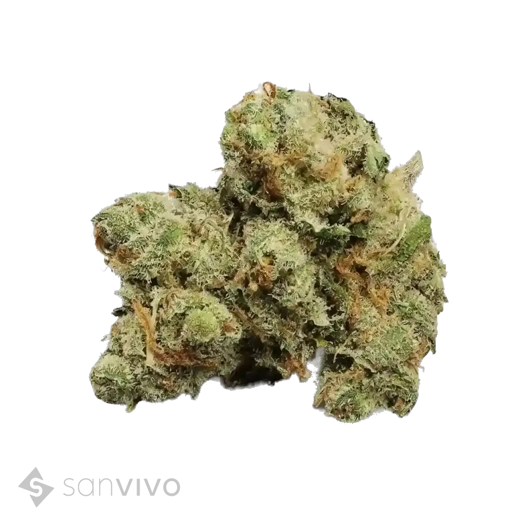 Jack Herer strain