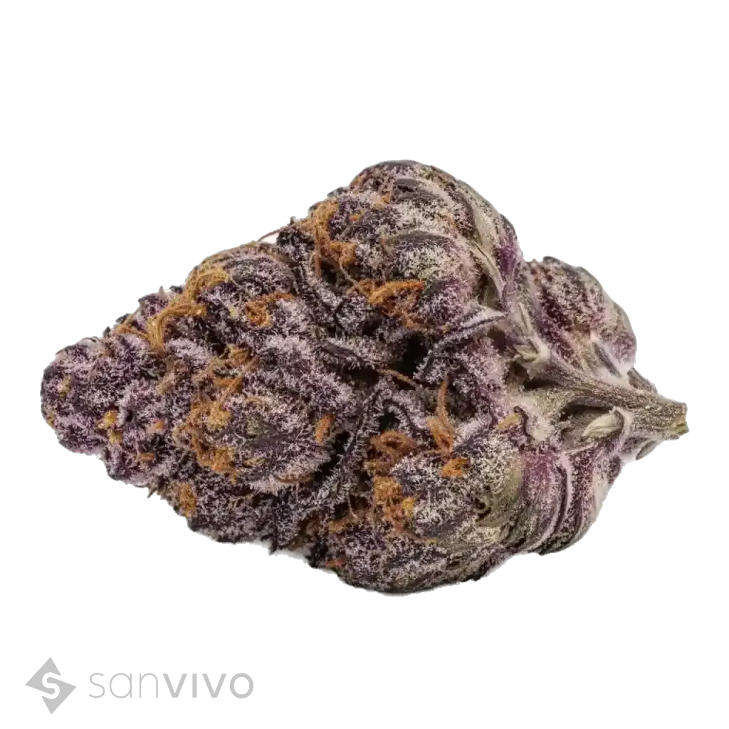 Purps strain