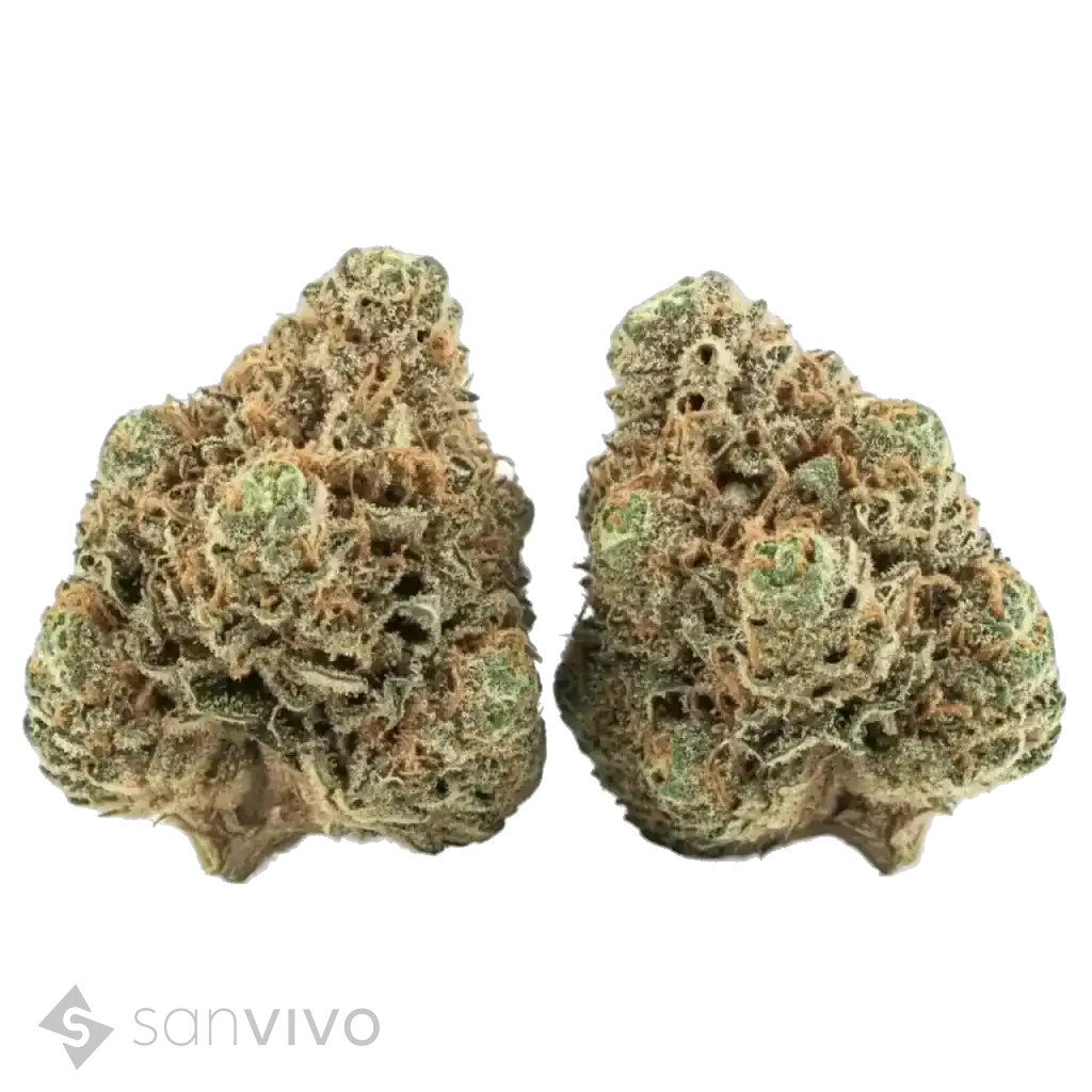 Sirius strain