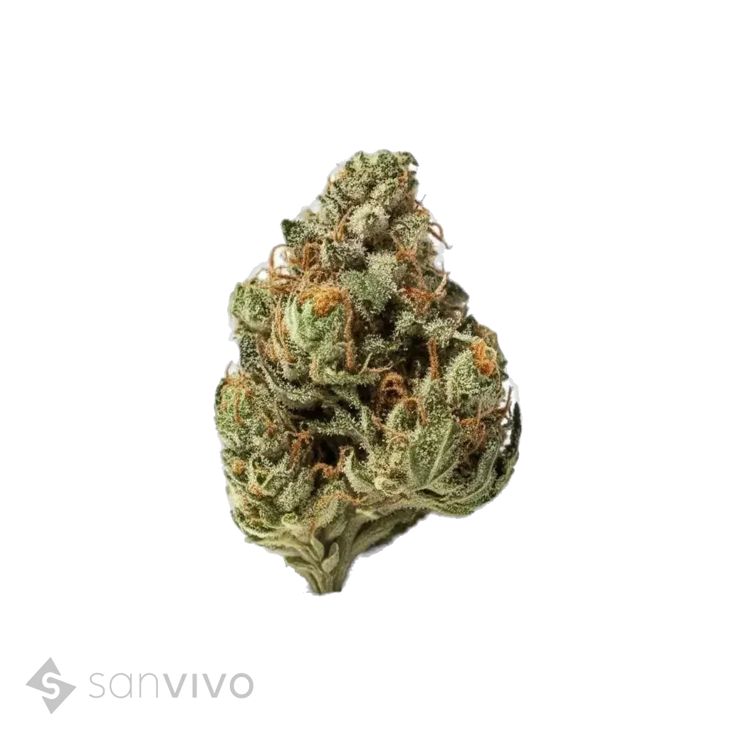 Navcora THC 22 (H)