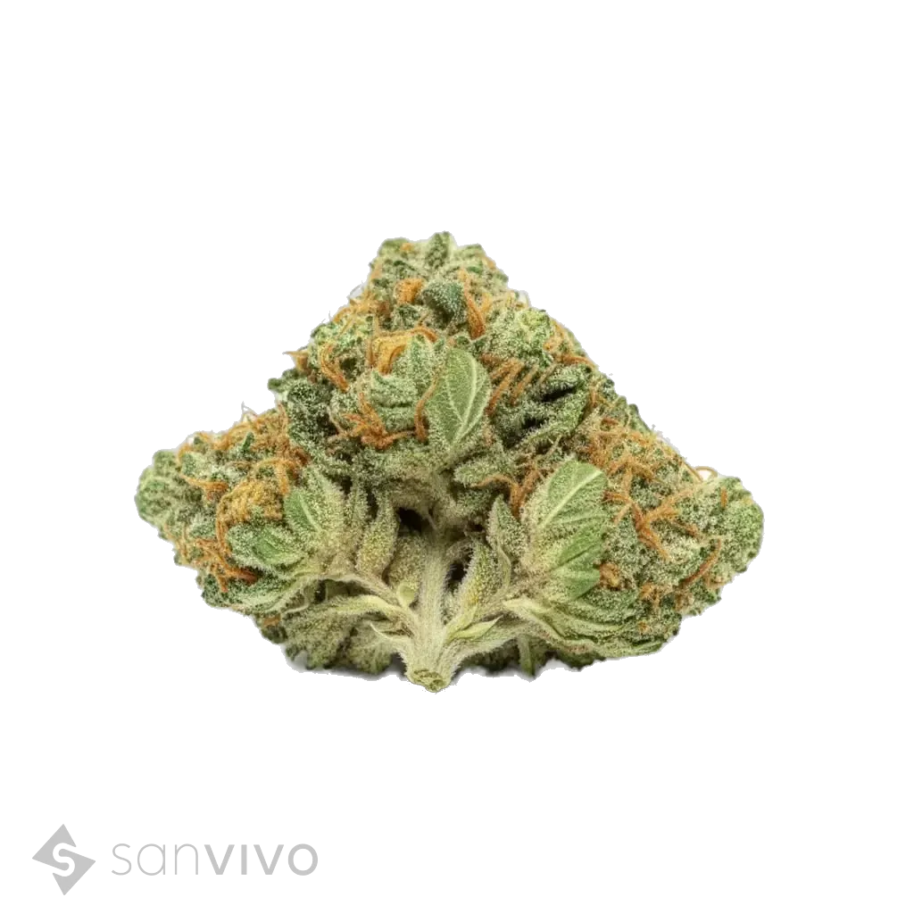 Cannabis 1A 18/1