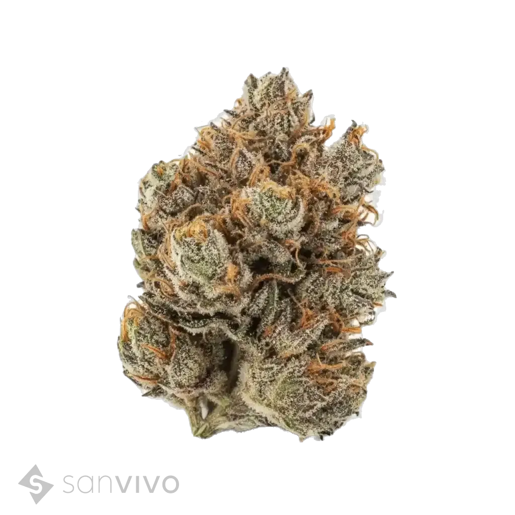 Purple Grape strain