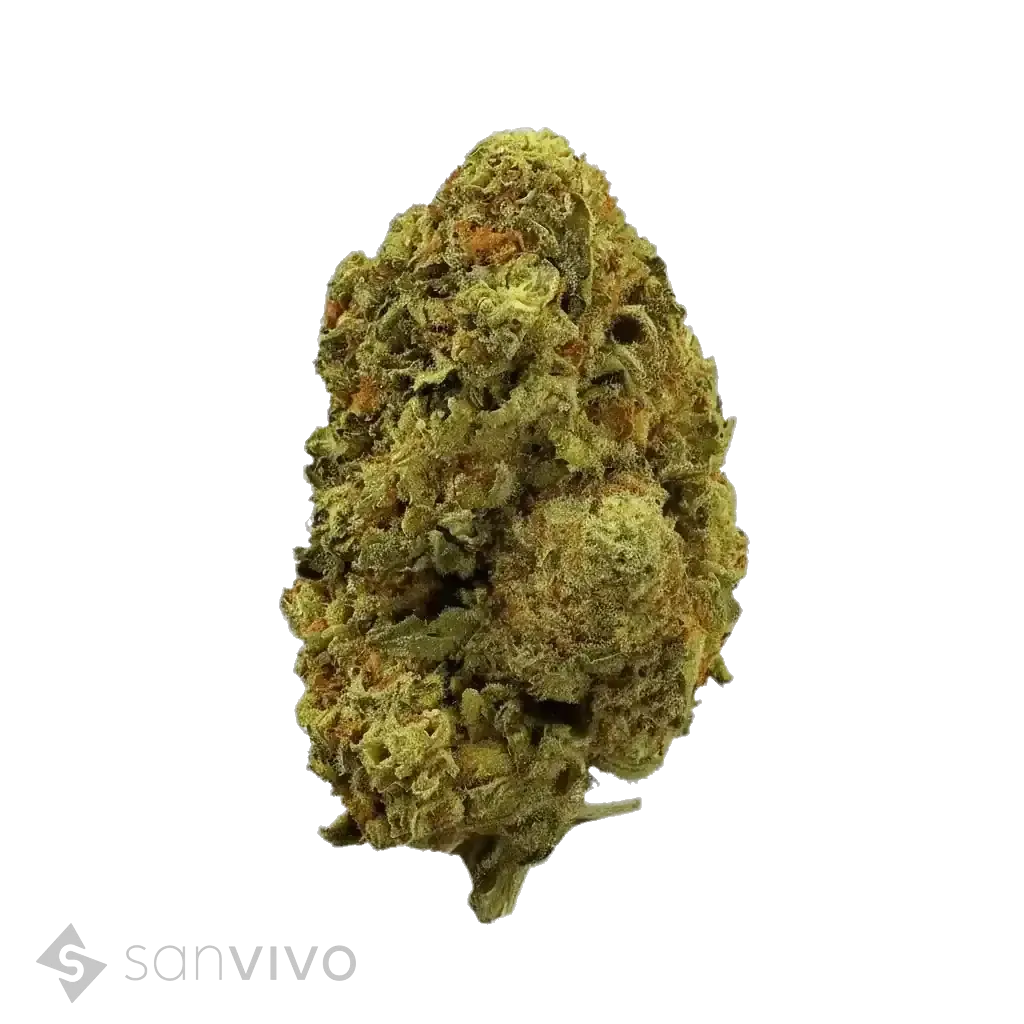 Shark Attack strain