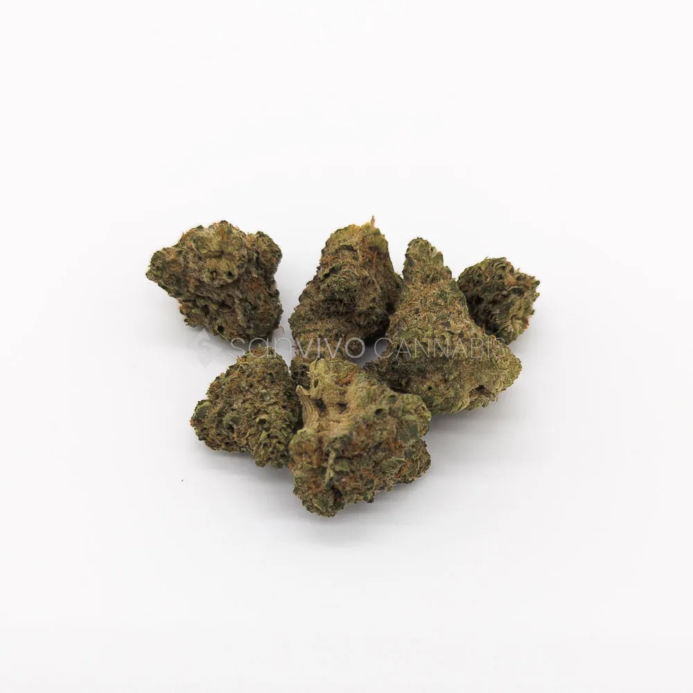 CM Indica Ultra AUEL Jefe