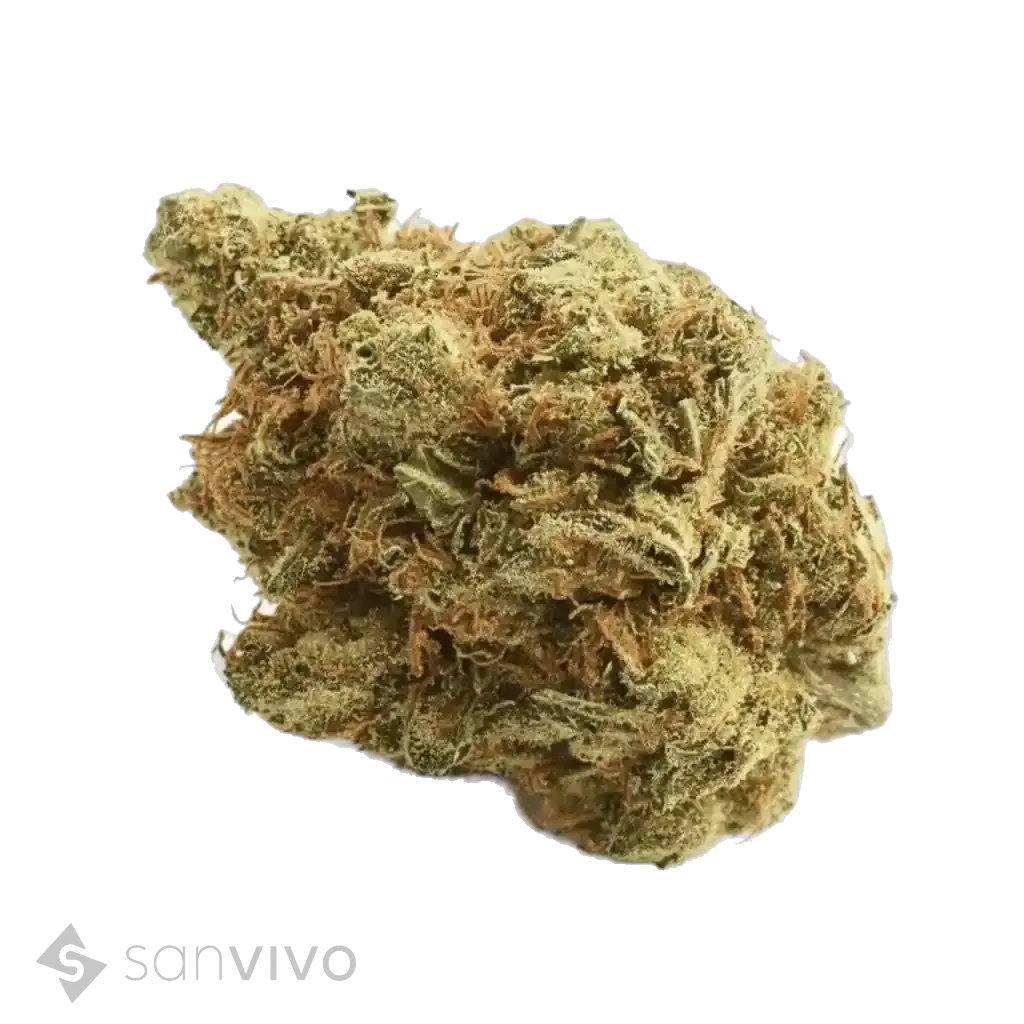 Amsterdam Amnesia strain