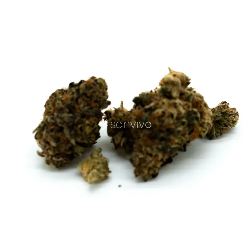 CM Indica Forte EL Jefe