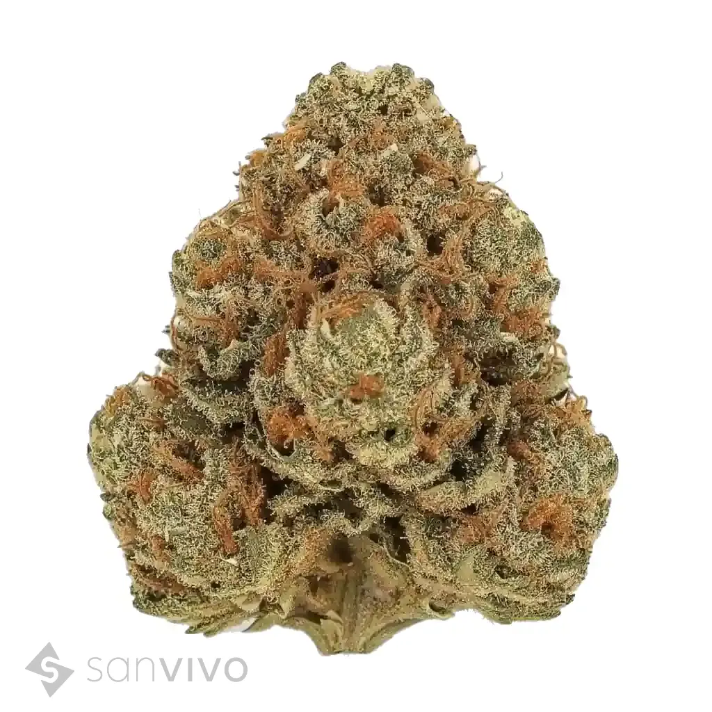 Strawberry Ice strain