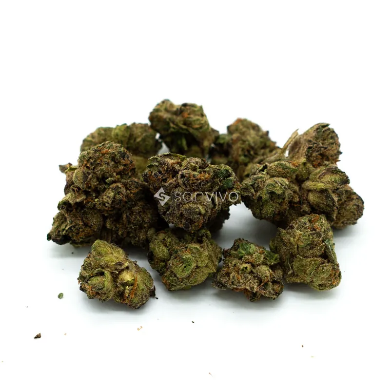 CM INDICA forte MACrazy Rntz 