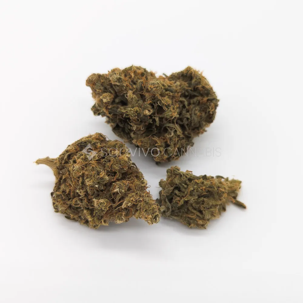 CM Hybrid classic NMGorilla Zkittelz