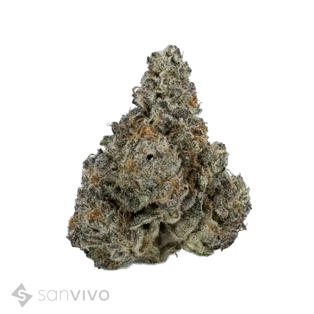 Mac F strain
