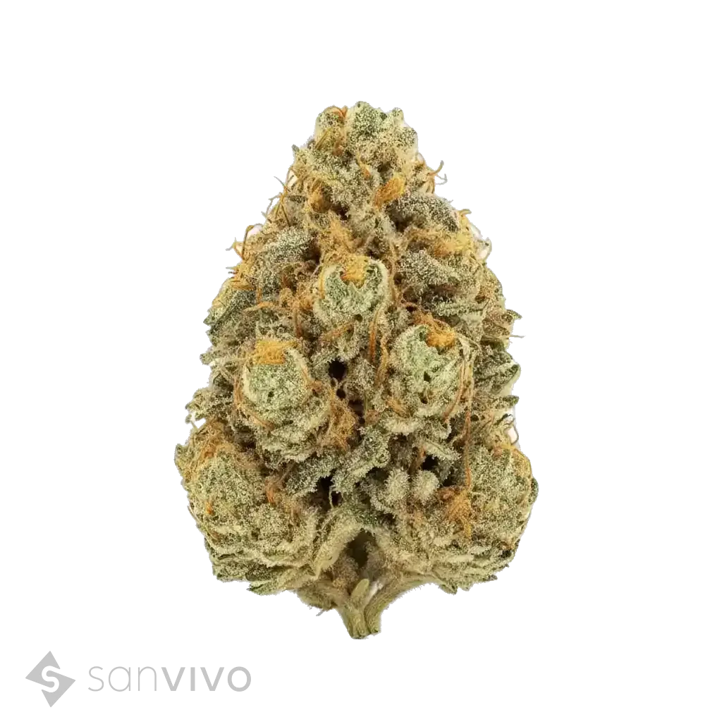 Atlantic Glue strain