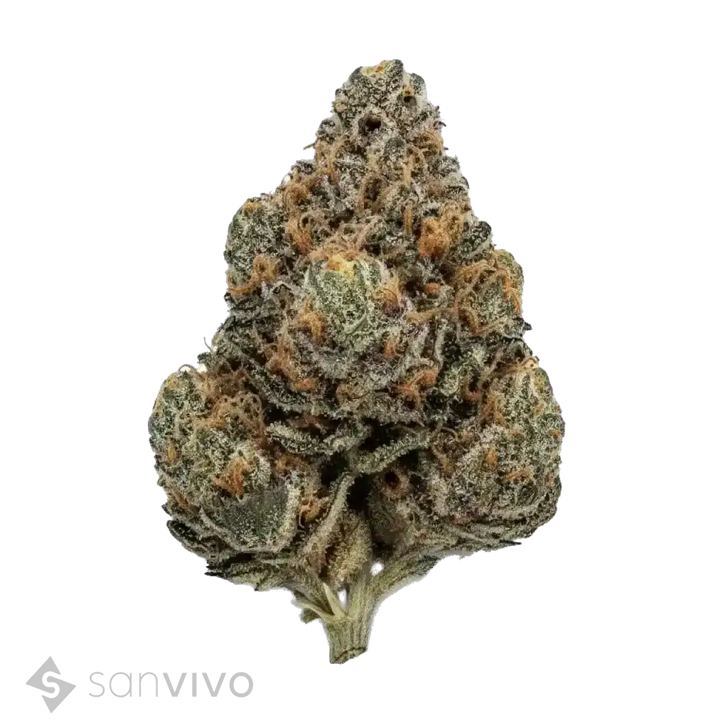 Sherbert Glue strain