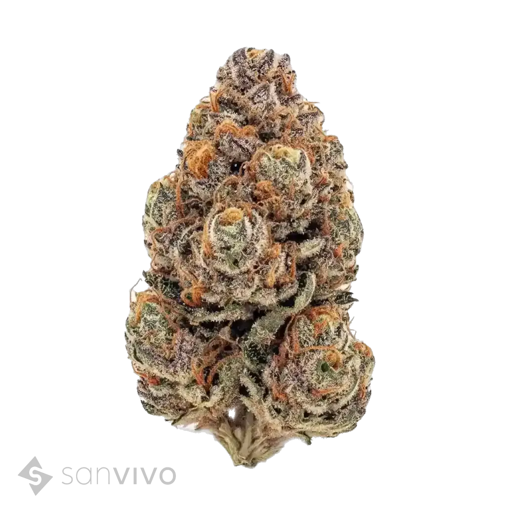 Slurricane strain