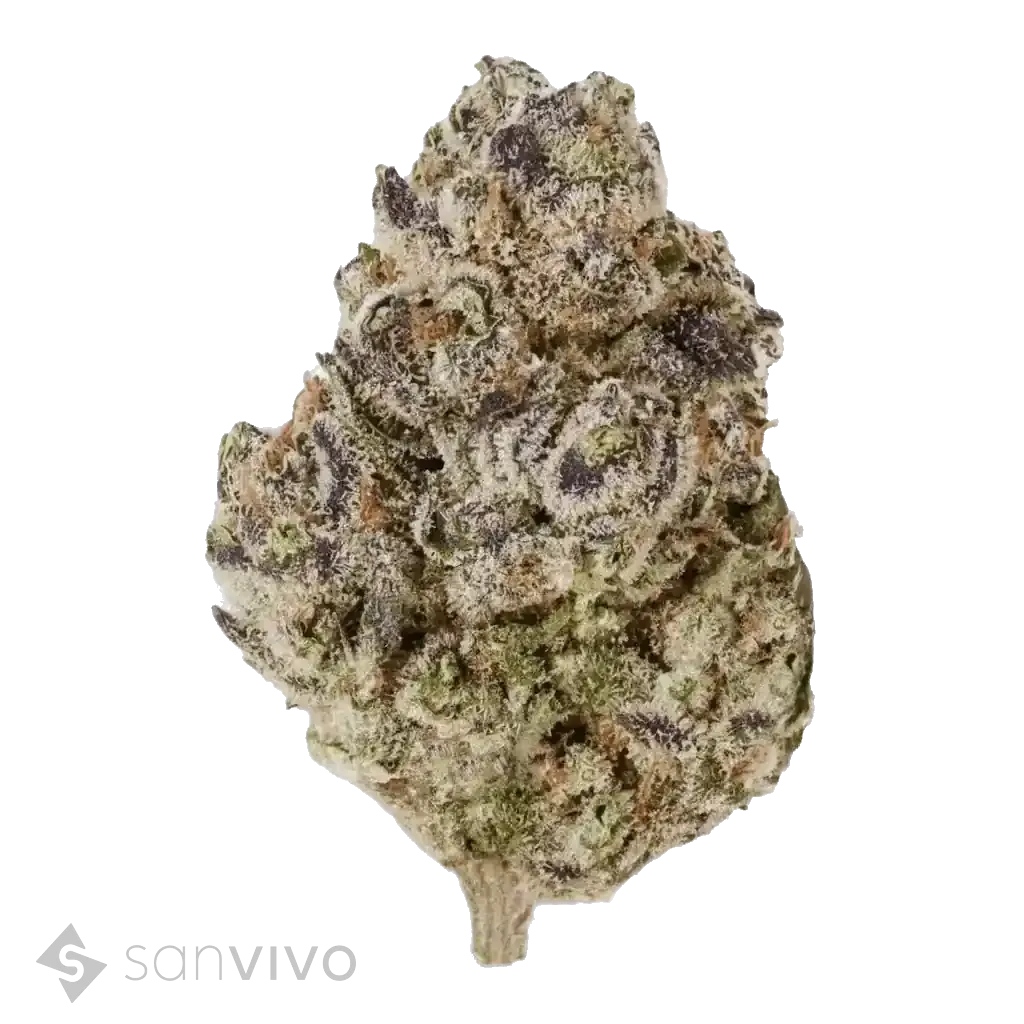 enua 22/1 BCP Black Cherry Punch