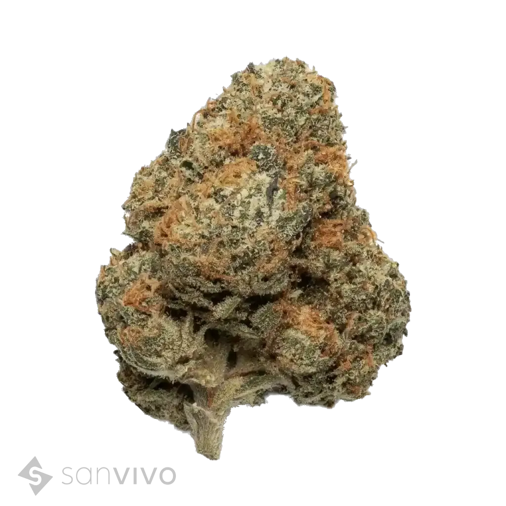 Jet Fuel Gelato strain