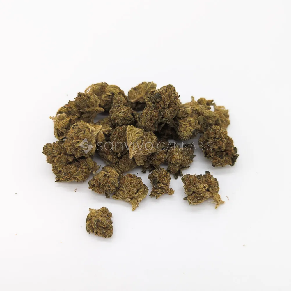 CM Indica Forte MA Tire Fire