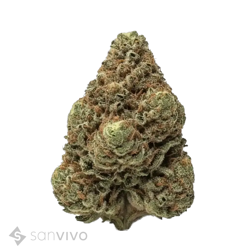 CM Indica Classic URY