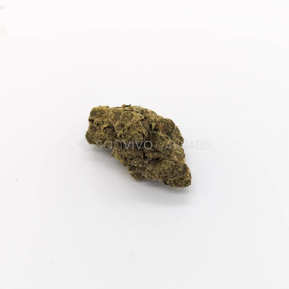 LOT 420 GLTGelato33