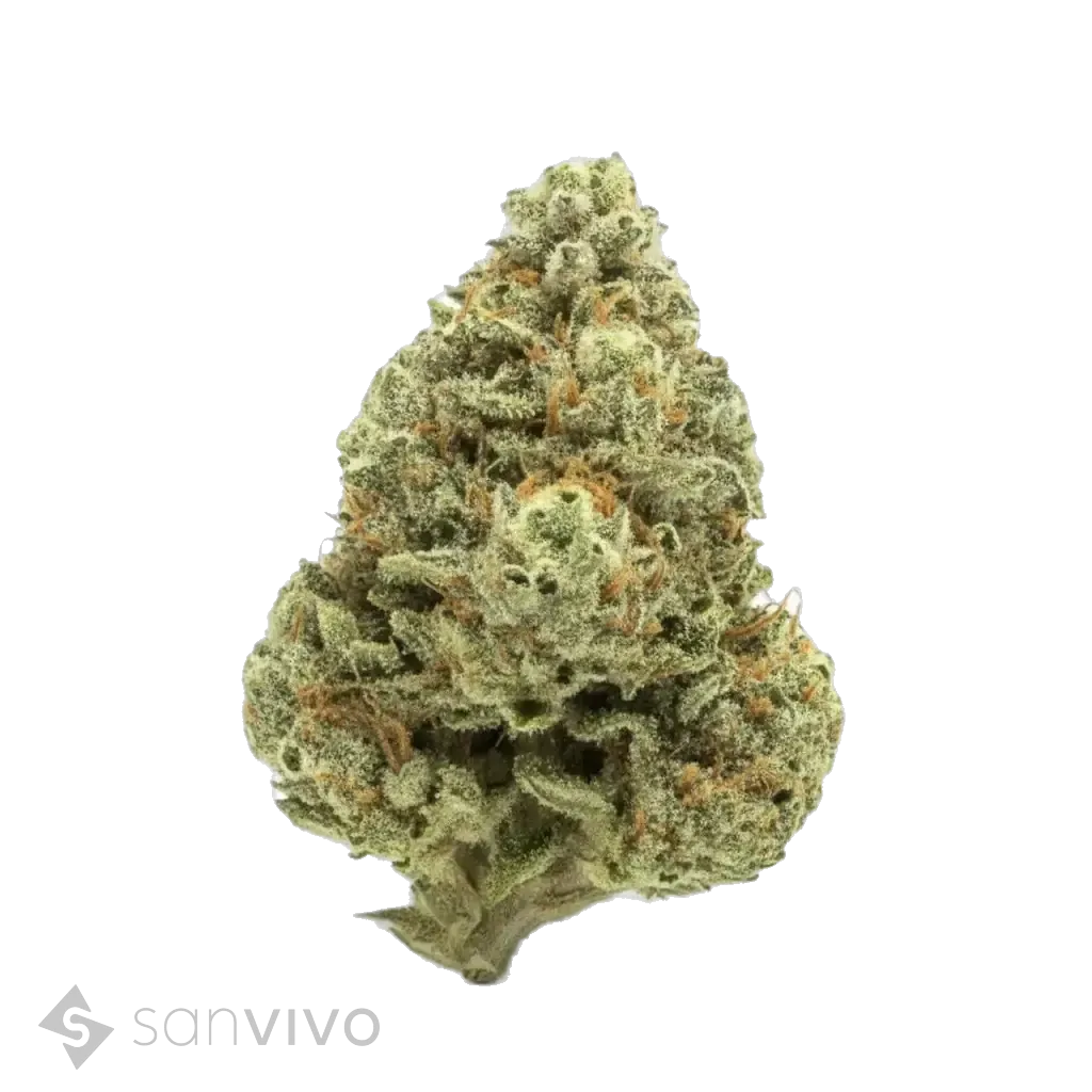 Cannabis 20/1 UYBig Buddah