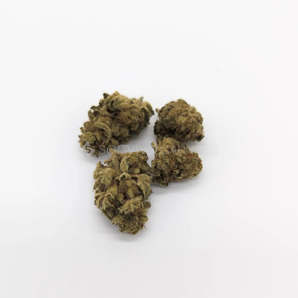 Khiron G19/1Gelato 44