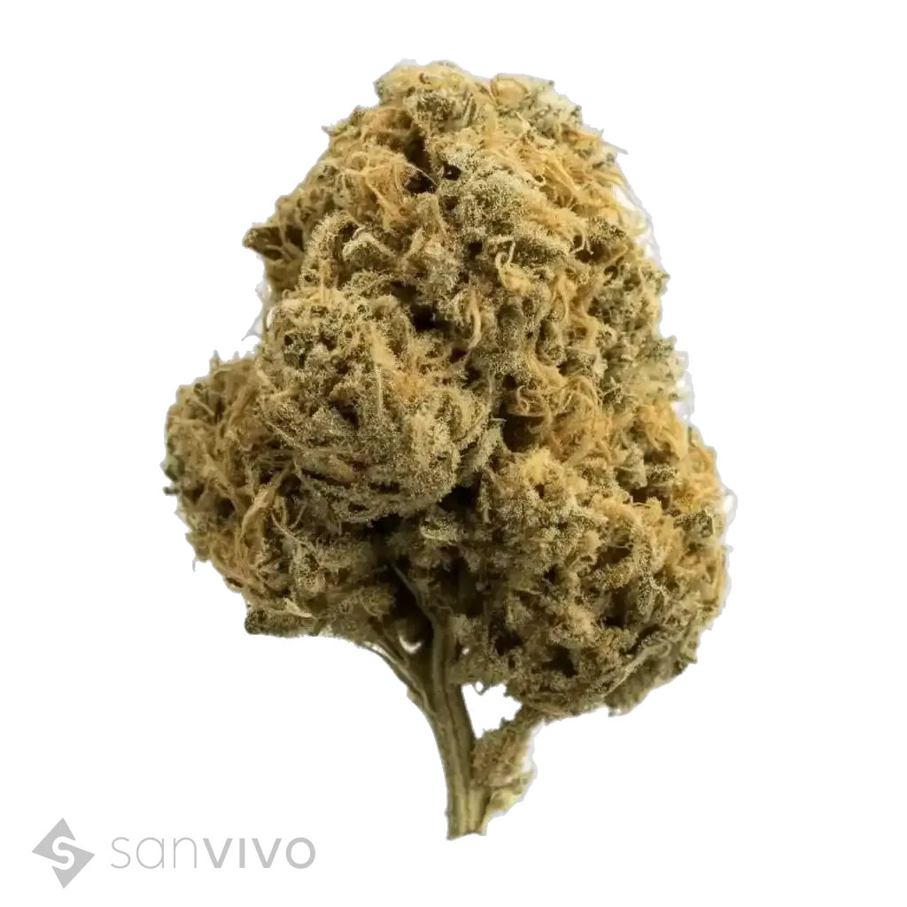 Black Krush strain