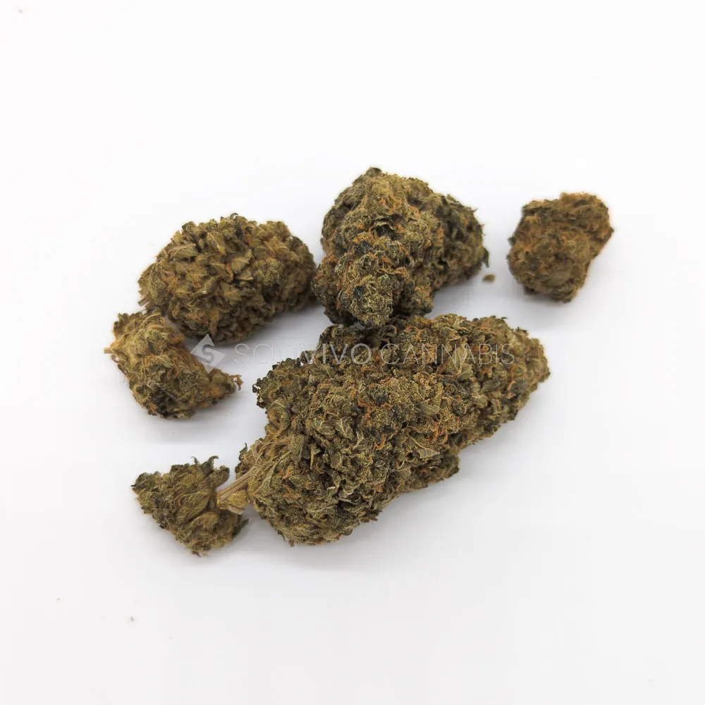 CM 18/1 Karl OGAK-OG Kush