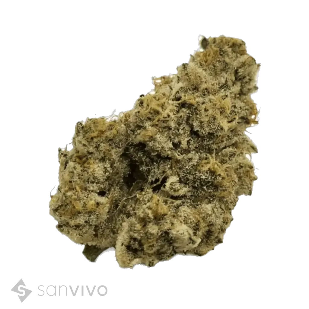 Nimbus EASY 24/1 French Cookies