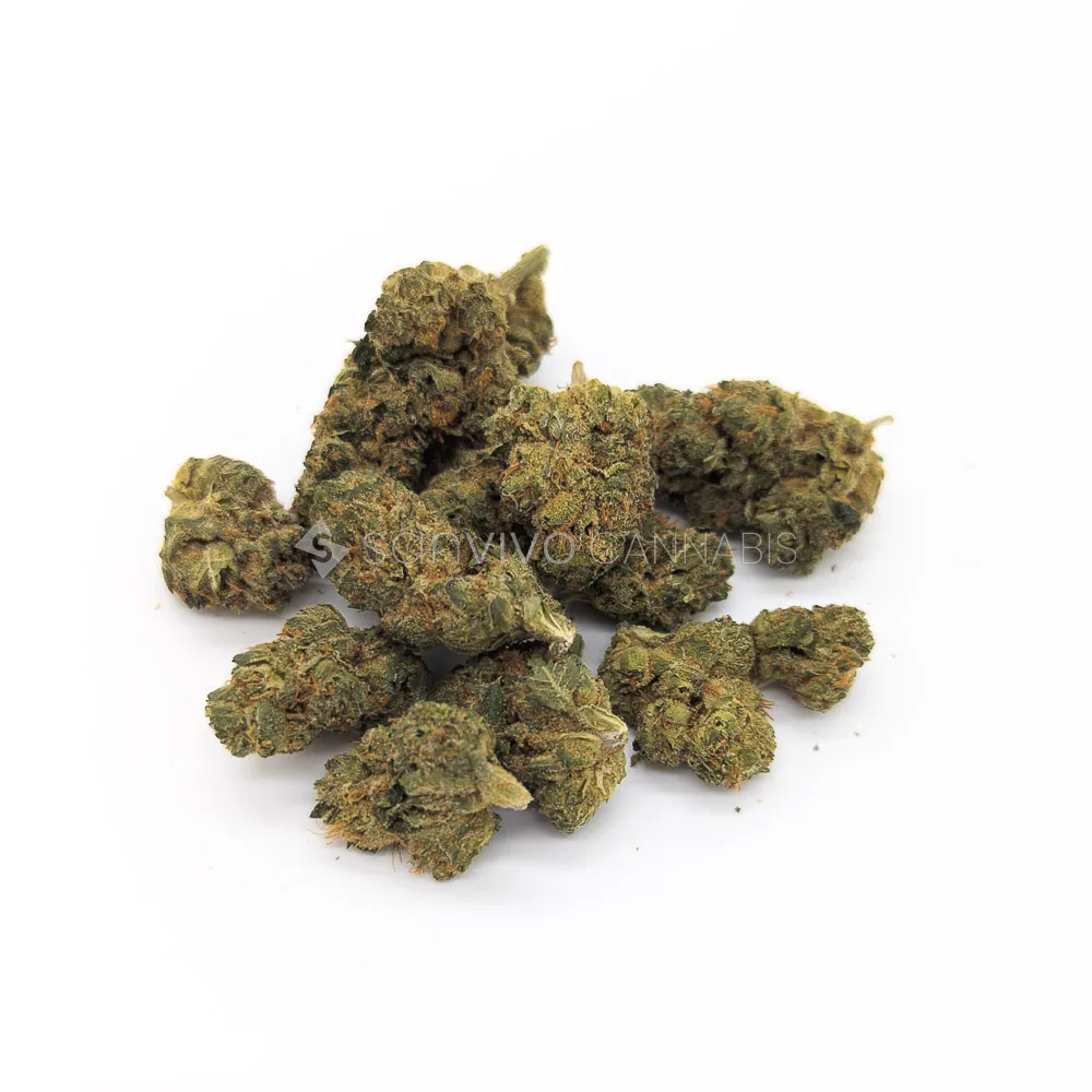 Pedanios 27/1 PND-CAPink Diesel 