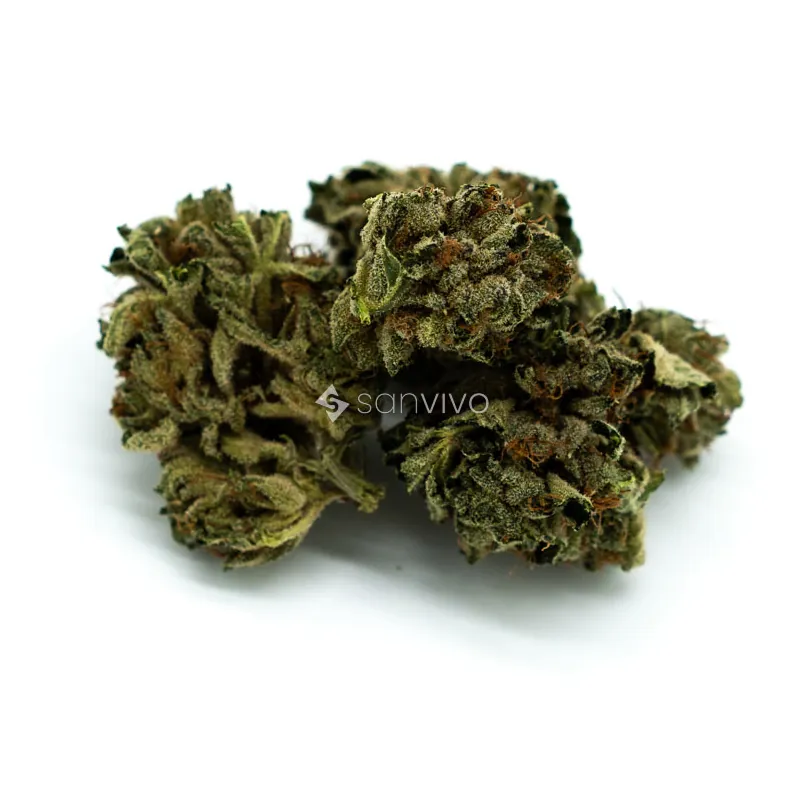 Tilray THC 18 Spotlight Porto Master Kush 