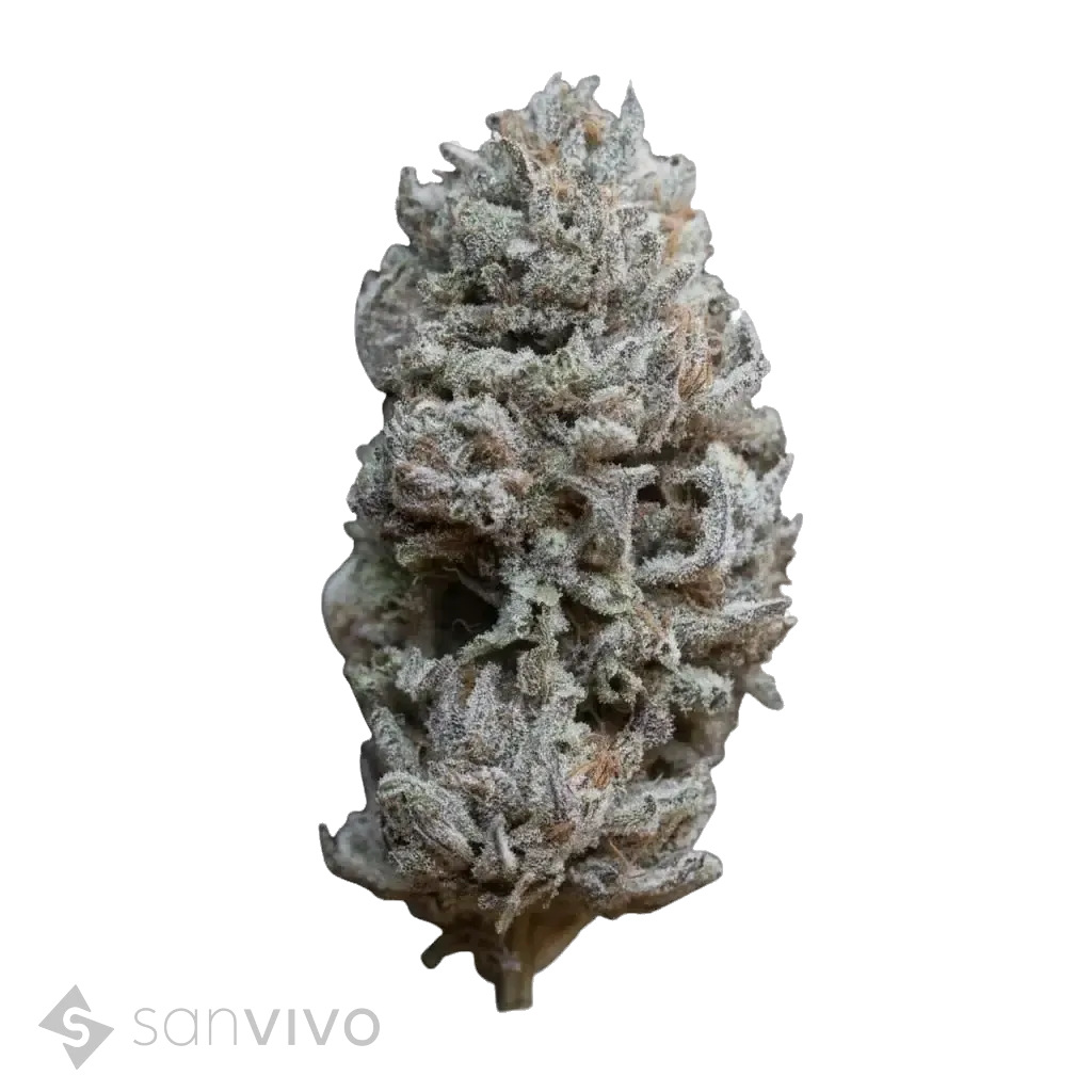 Remo Chemo strain