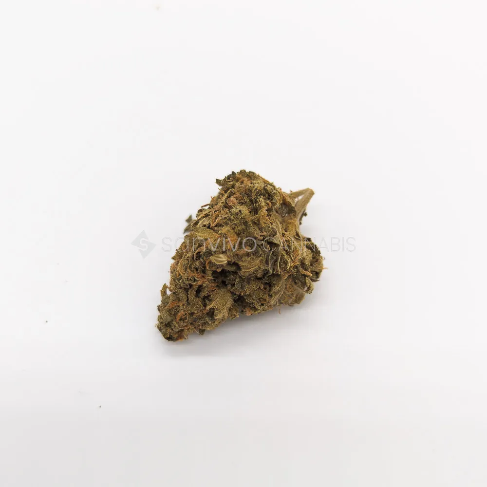 CM 20/1 Karl OGAK-OG Kush 