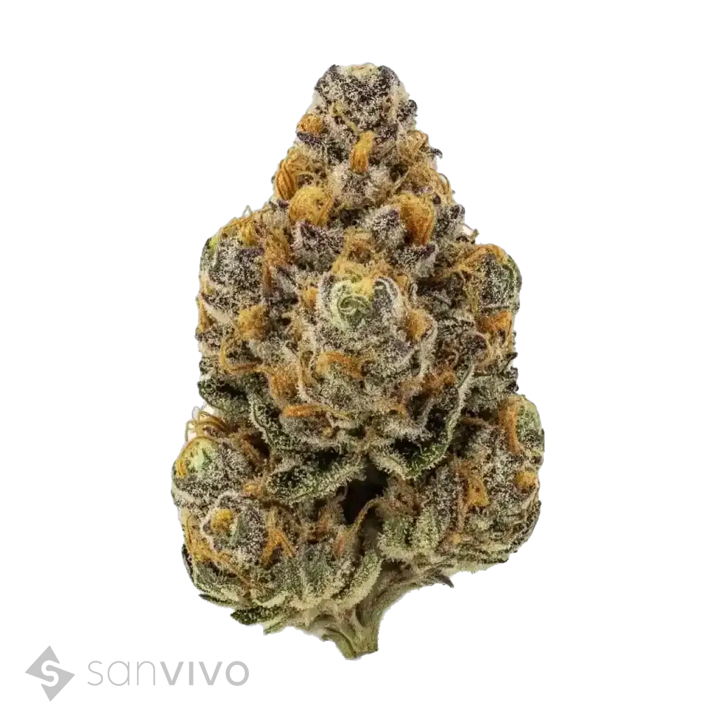 MedMen BCP T25Black Cherry Punch