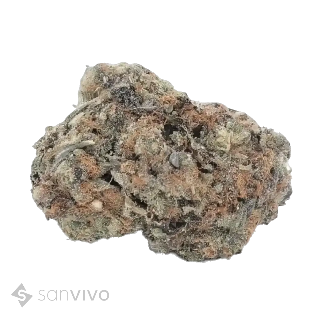 Cannabis 18/1 UY 