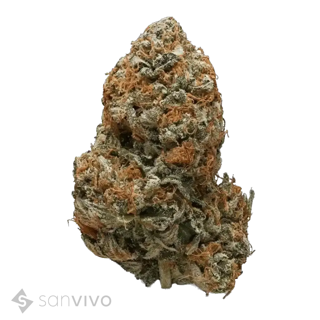 Black Tuna strain