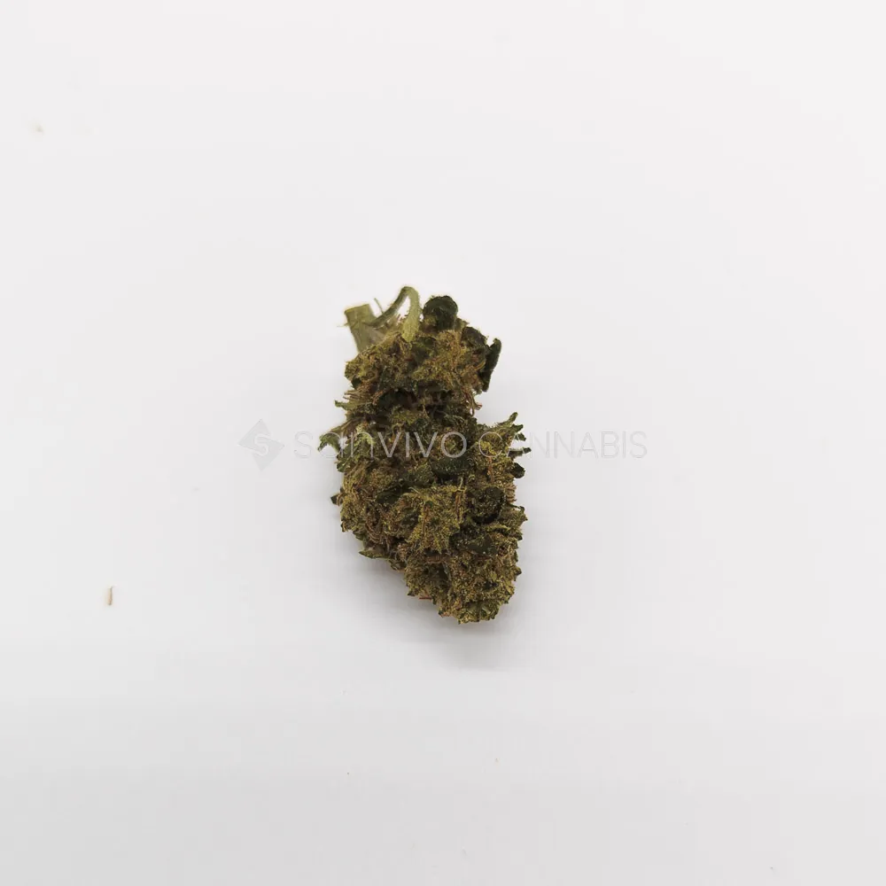 Cannabis 22/1 UYPurple Dog Bud