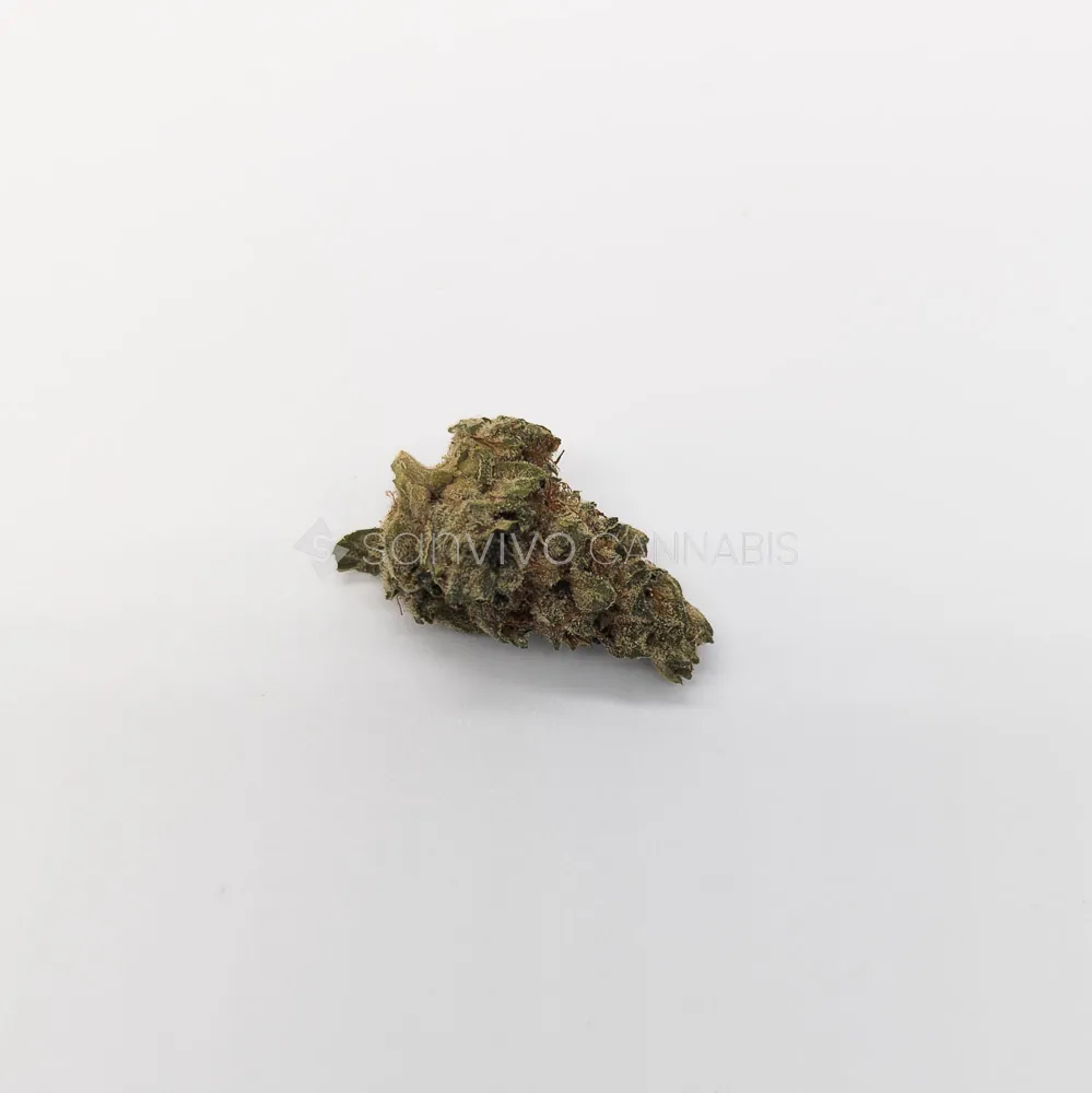 CM sativa forteDuke 