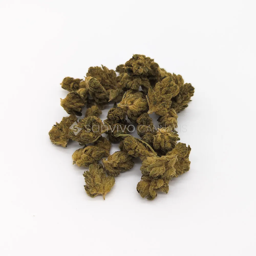 CM Hybrid light URYWhite Gorilla 
