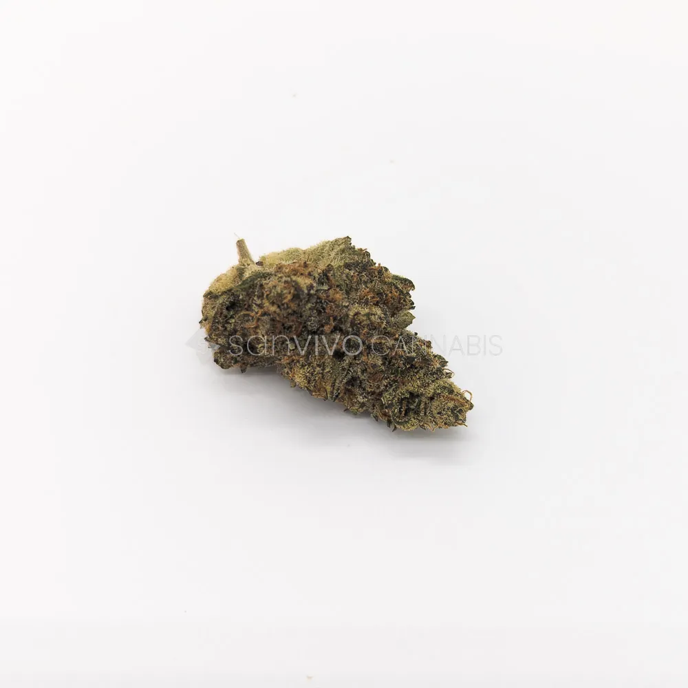 LOT 420 MLND PTMelonade 
